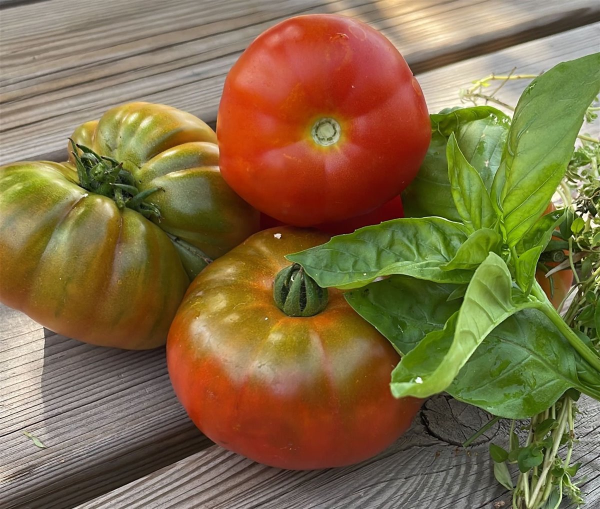 Tomates del huerto